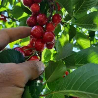 آلبالوعمده به قیمت مناسب