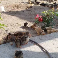 جوجه گلپایگانی