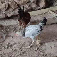 فروش جوجه محلی