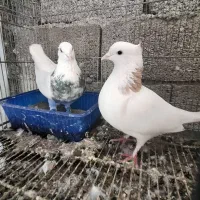 دو جفت طوقی آس