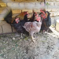 فروش مرغ و خروس محلی بوقلمون
