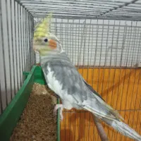 عروس هلندی نر دستی