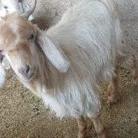 کهره نر خوب
