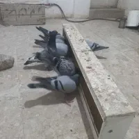 کفتر یا کبوتر آلمانی