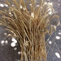 خوشه طلایی گندم