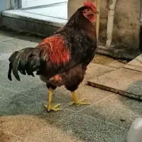 خروس