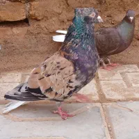 نر هفترنگ دمسفید  لیمویی دمسفید فوق عتیقه