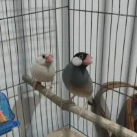 جفت فنج نرگسی