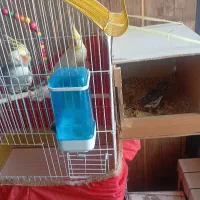 یک جفت عروس هلندی با جوجه
