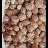 فروش لوبیا چیتی