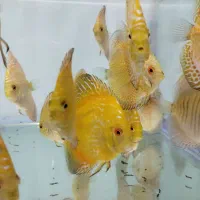 دیسکس ۳ اینچ