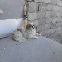 سگ شیتزو