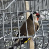 دو عدد سهره مست