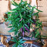 (( گل موسی در گهواره ))