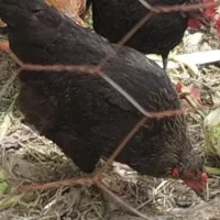 مرغ محلی و اردک