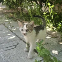 واگذاری بچه گربه