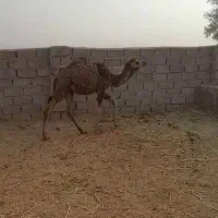 شتر|حیوانات مزرعه|راور, |دیوار