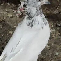 دوتا قلدر