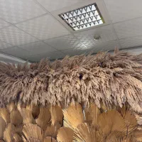 گل پامپاس
