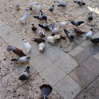 فروش کبوتر همه مدل به شرط