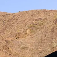 کبوتر سینه سیاه اصل
