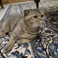 نگه داری حرفه ای از گربه های نژاد دار