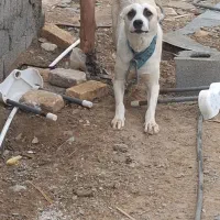 سگ افغان