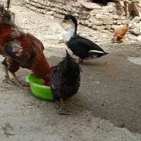 مرغ و خروس وجوجه