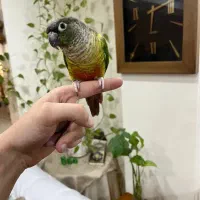 طوطی گرینجیک نر