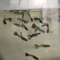 ماهی گوپی کپی گپی آکواریوم غذا ماهی