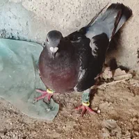 کبوتر پولکی