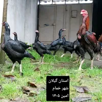تخم مرغ لاری