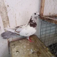 کفتر|پرنده|سیرجان, |دیوار