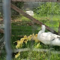 بچه اردک اسراییلی
