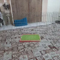 پارک  و پت مخصوص حیوانات خانگی
