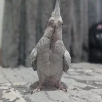 عروس هلندی  ماده ایزابل