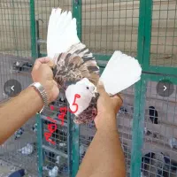 دوکت قاب /پشتی/پشتدار هفت رنگ ماده