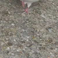 کفتر