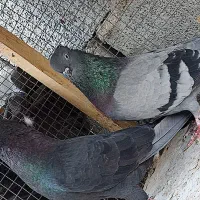 کبوتر بوشهری