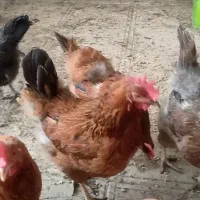 مرغ 10ماهه تخمگذار