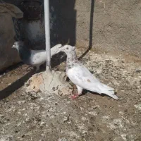 حیون|پرنده|تایباد, |دیوار