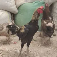 مرغ و خروس