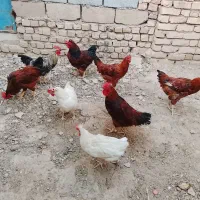 تعدادی مرغ و خروس