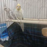 عروس هلندی|پرنده|مشکین‌دشت, |دیوار