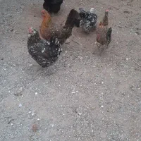 تخم نطفه دار گلین خال سوزنی