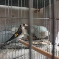 سهره تبریز ۲ساله بخون