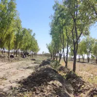 تیلر زنی
