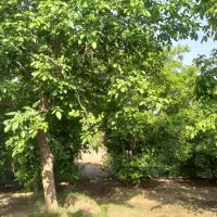 باغ گردو در شمس آباد