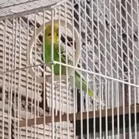 مرغ عشق زبرزرنگ