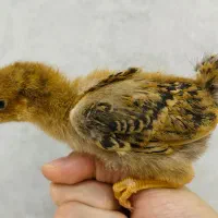 فروش جوجه محلی